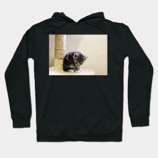 Little Lady Lola Hoodie